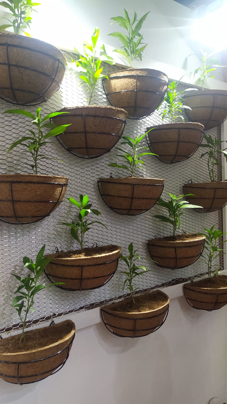 Coir Decorative Wall Hangers Installed for Vertical Gardening  